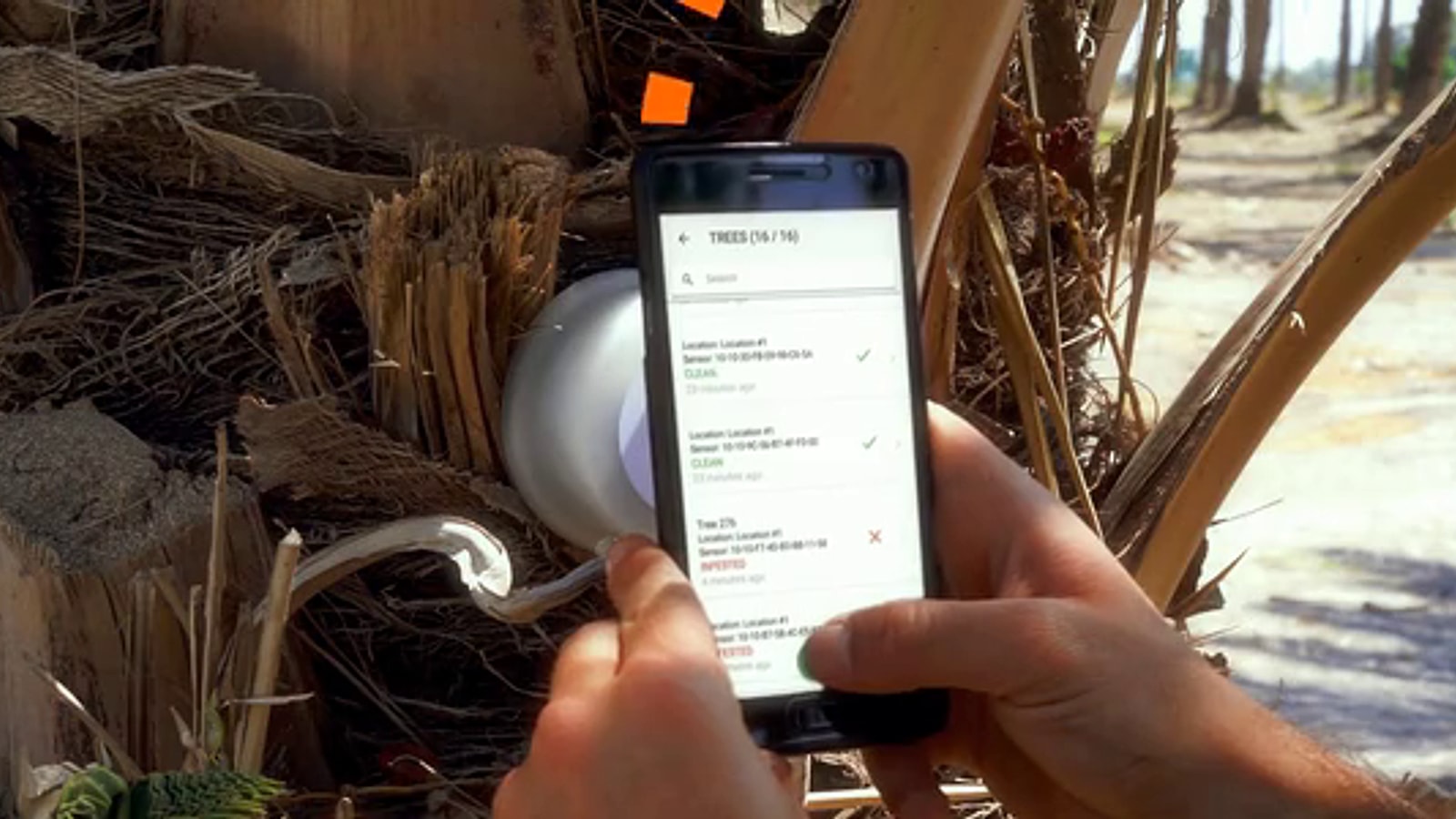 Commissioning a real Agrint IoTree sensor on a date palm with the field monitoring app